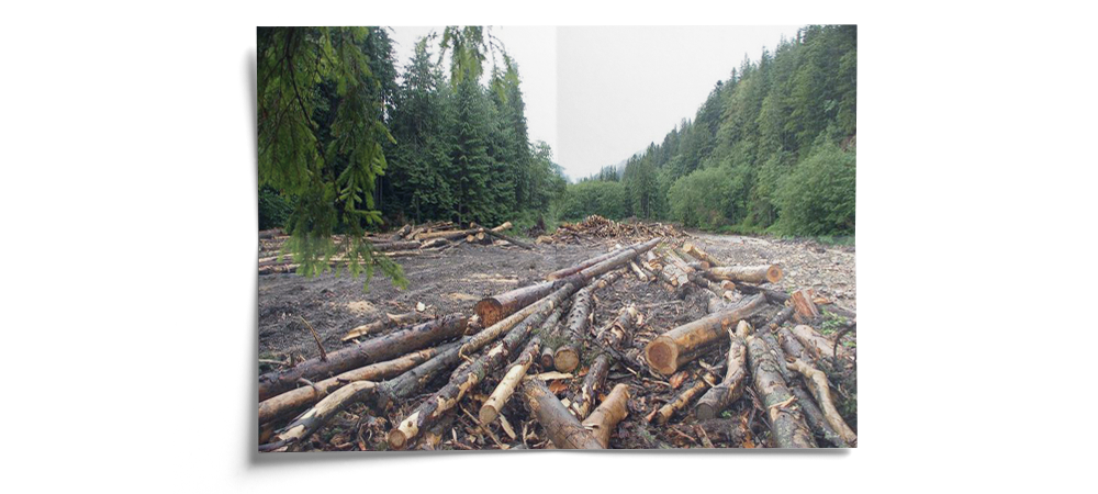 вырубленный лес
